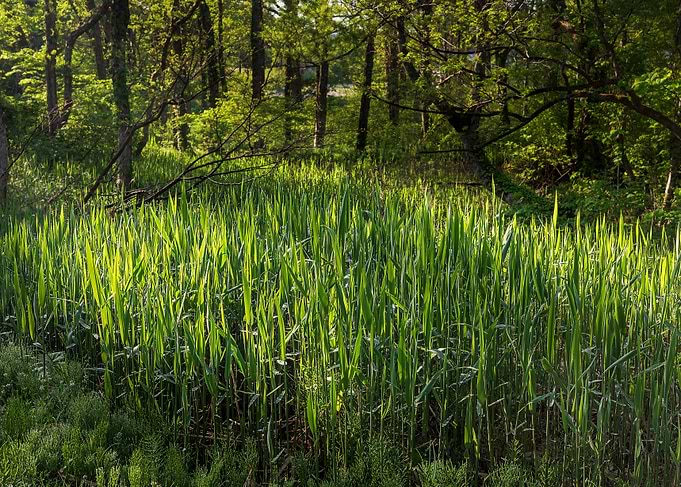 Green Trails