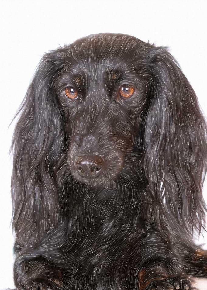 Black dachshund dog