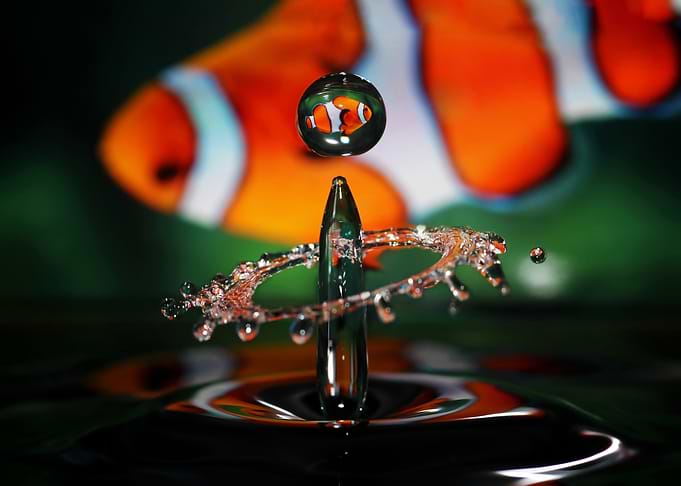 Clownfish Drop