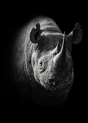 Black Rhino Close Up