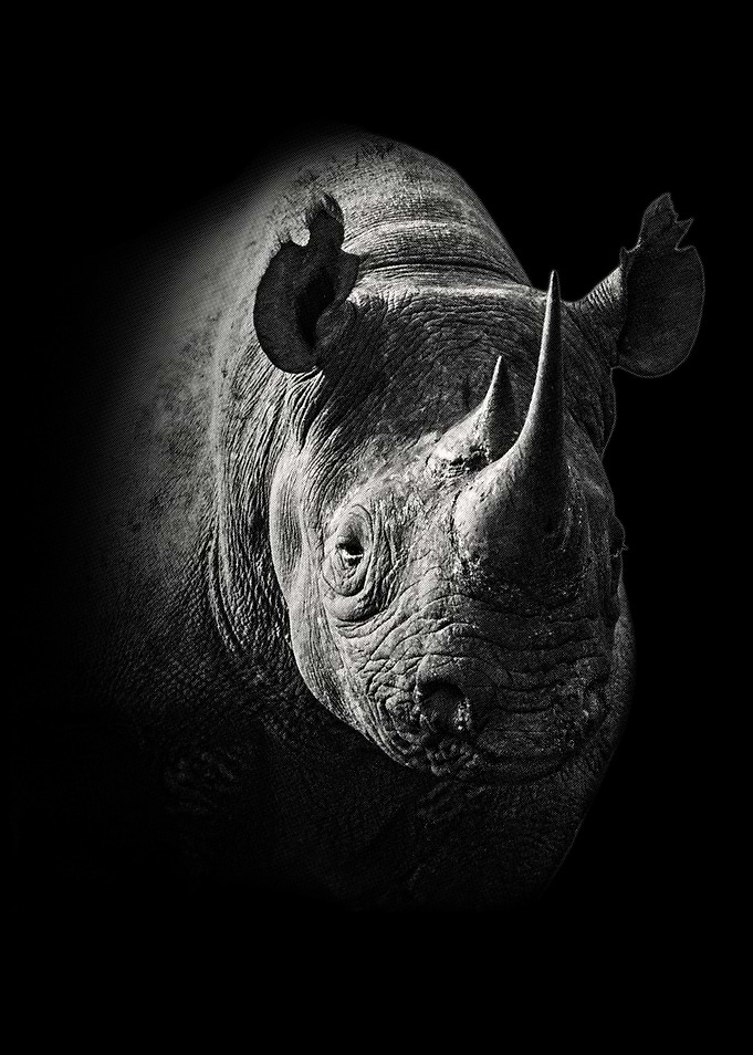 Black Rhino Close Up
