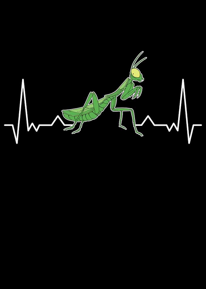 Praying Mantis Heartbeat