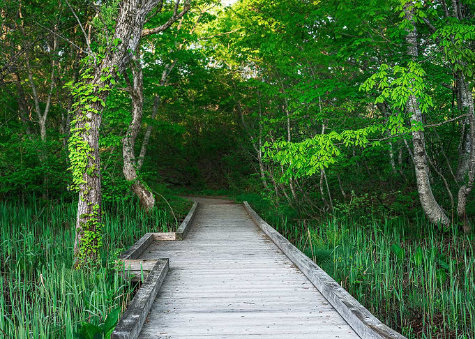 Boardwalk