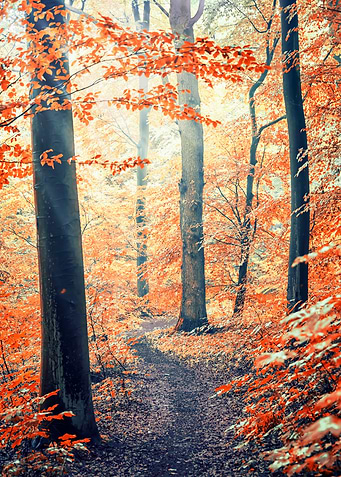 Into The Wood