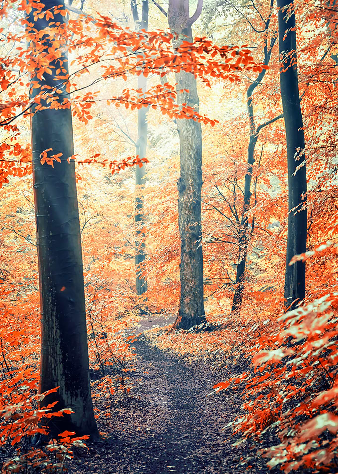 Into The Wood
