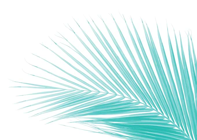 Minimal Palm Leaf 4