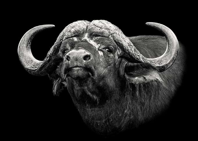 Cape Buffalo Bull Close Up