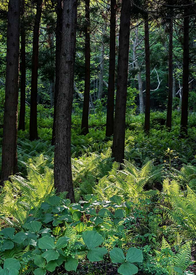 New Green Forest