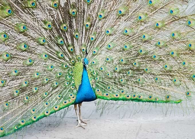 Peacock Art