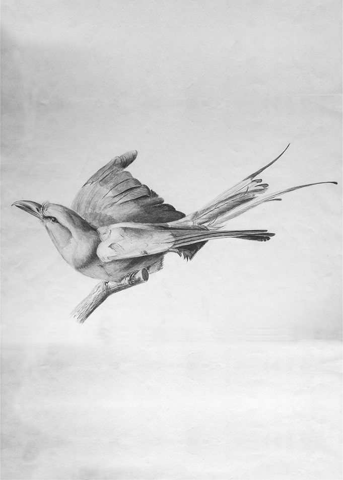 Blackbird 2