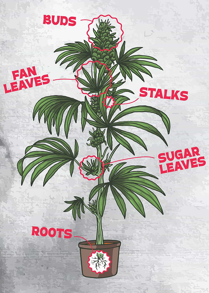 Cannabis Plant Anatomy
