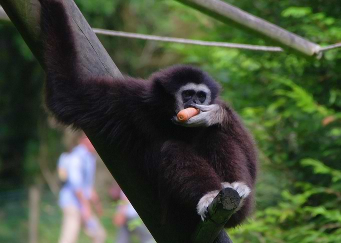 Monkey