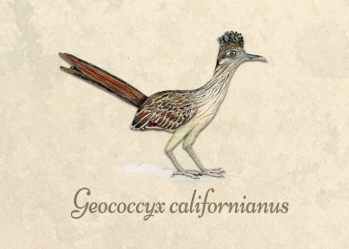 Greater roadrunner