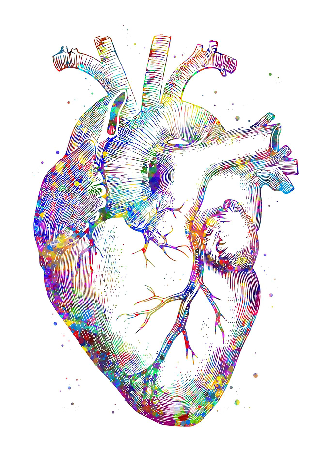 Human Heart