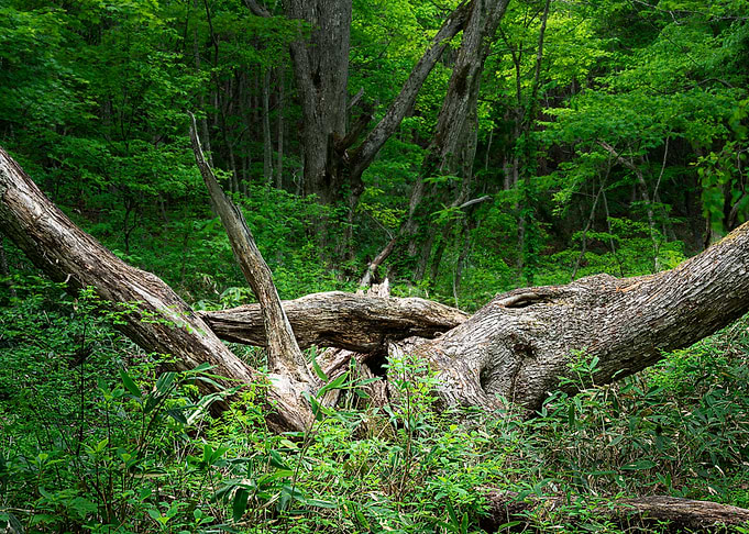 Big Horn Forest
