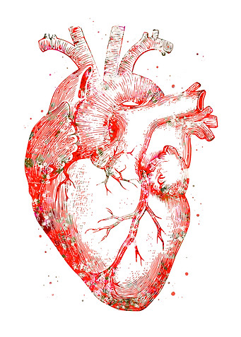 Heart