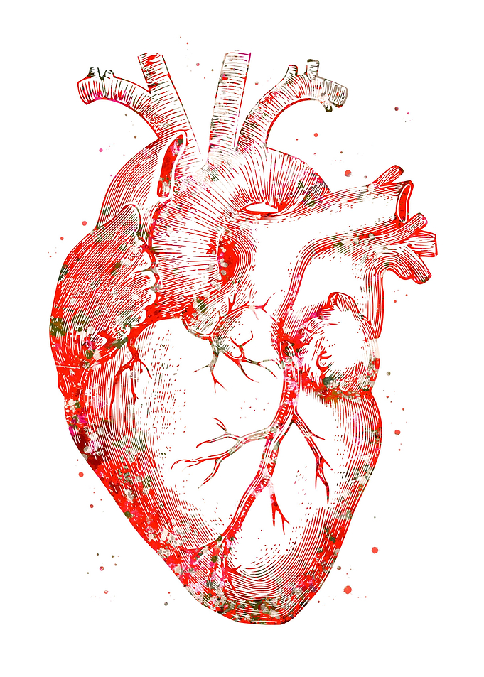 Heart