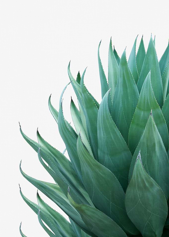 Minimal Agave 1