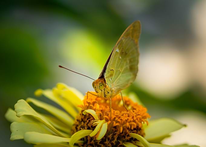 Buterfly Argynnis pandora