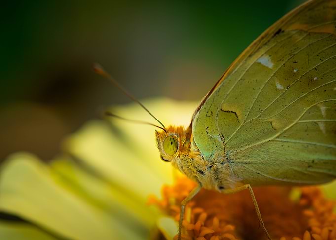 Buterfly Argynnis pandora