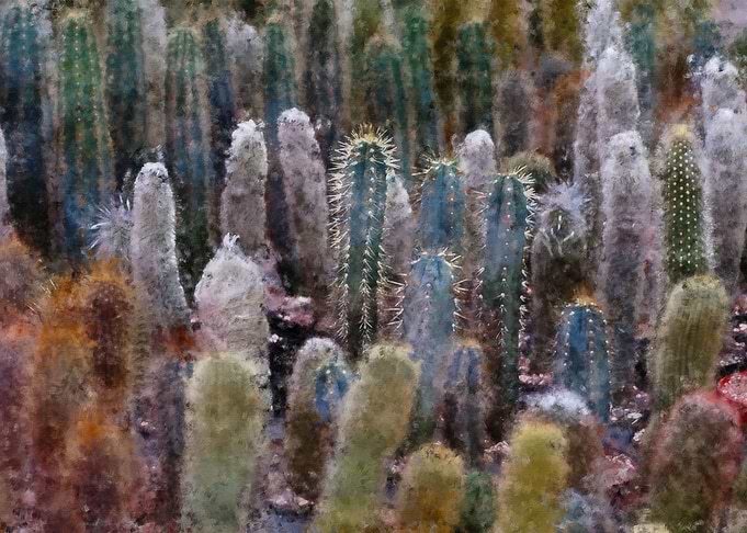 Cactus Art Close Up