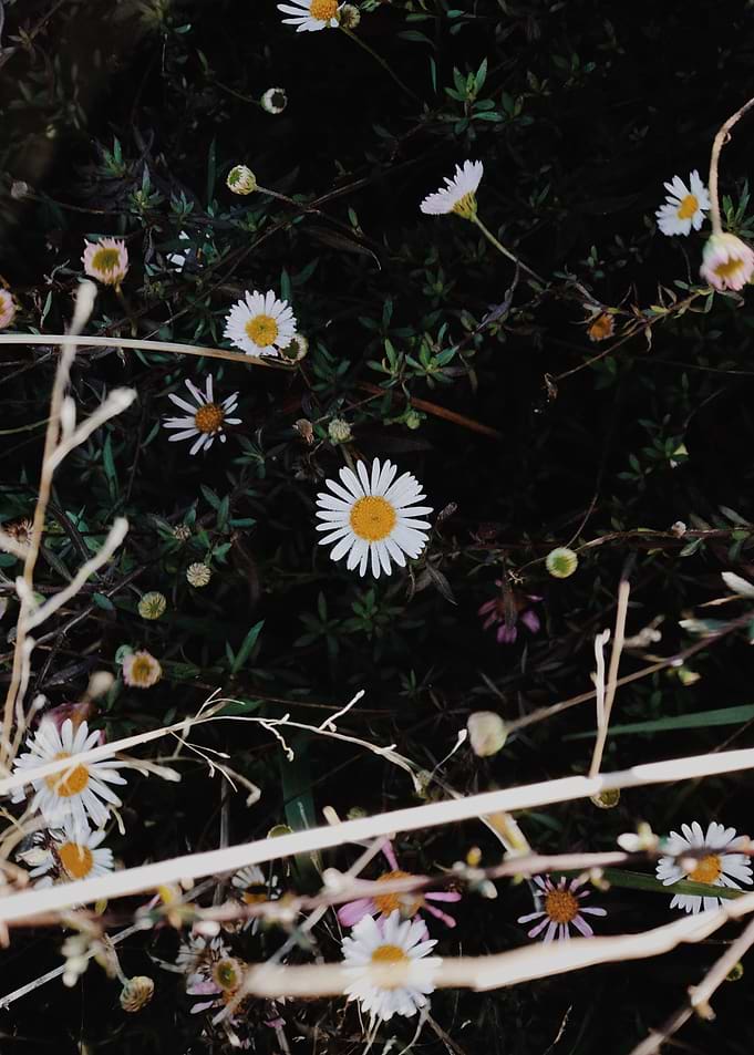 Daisy
