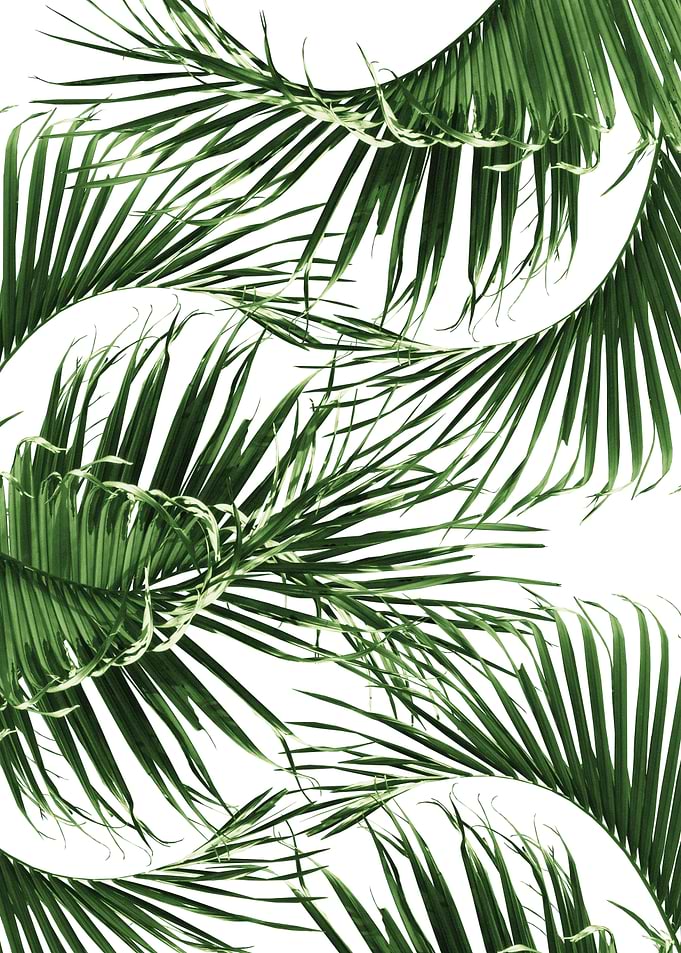 Palm Summer Delight 1