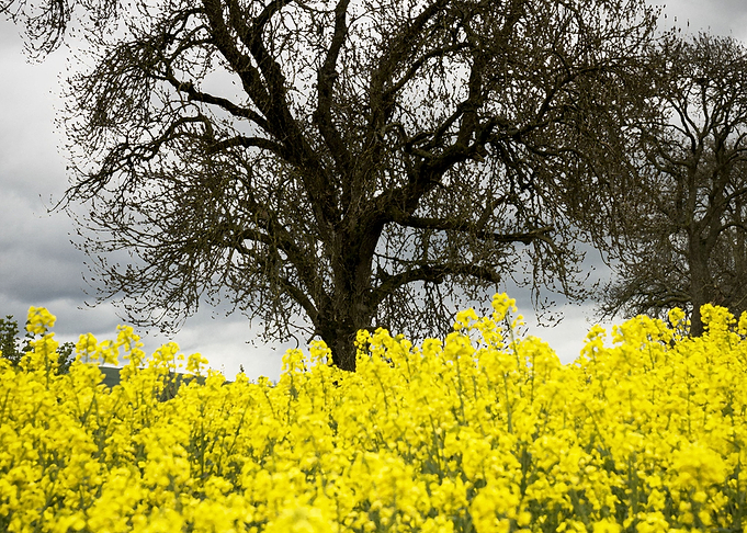 Tree and flowers