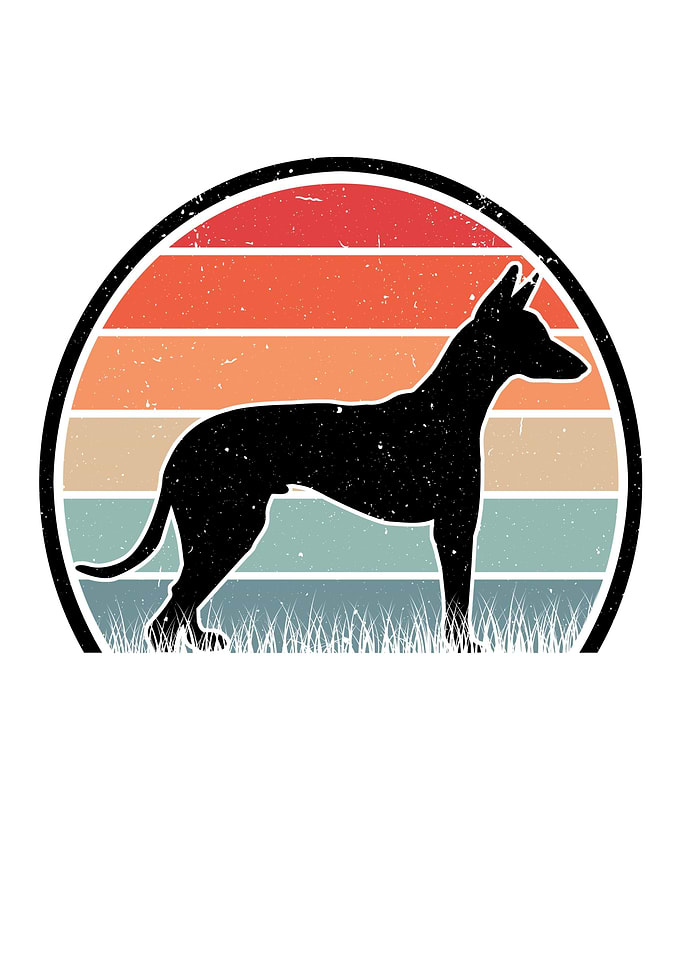 Podenco Canario Retro