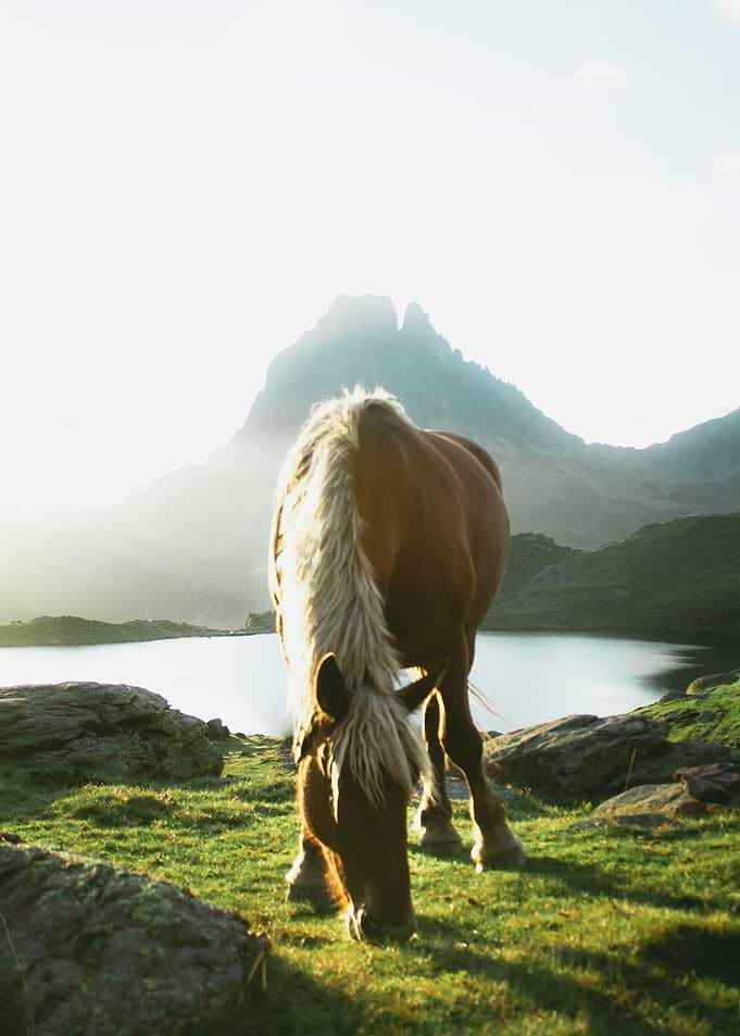 Horse