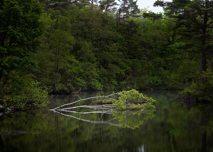 New Green on the Lake
