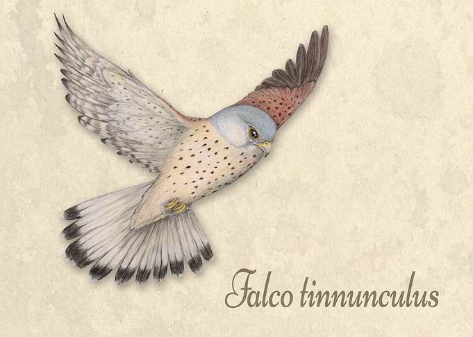 Flying Kestrel