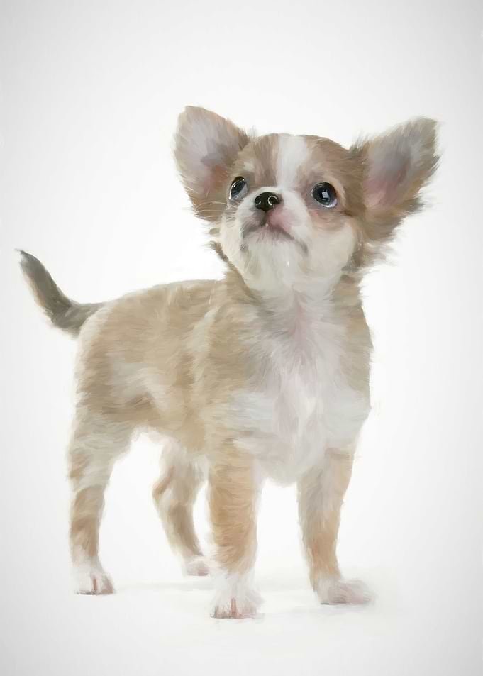 Chiguagua dog