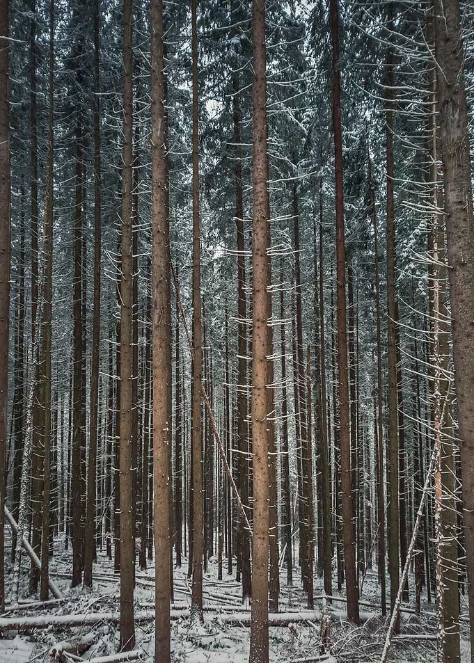 Fir forest stems texture