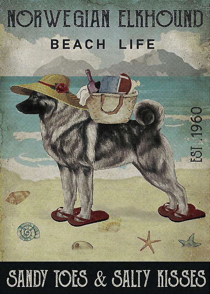 Norwegian Elkhound Dog