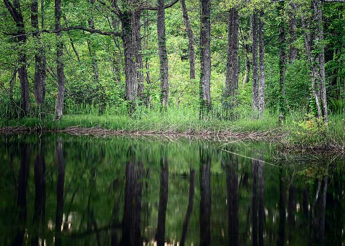 New Green Forest