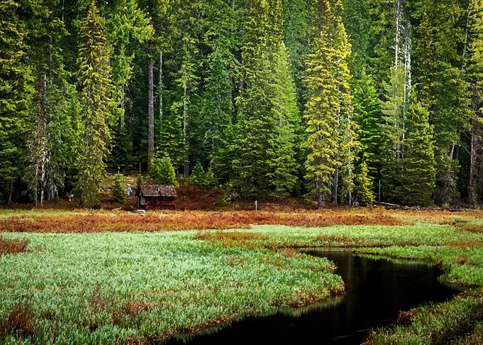 Cabin in the wild
