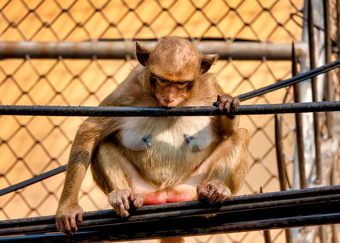 Crabeating macaque