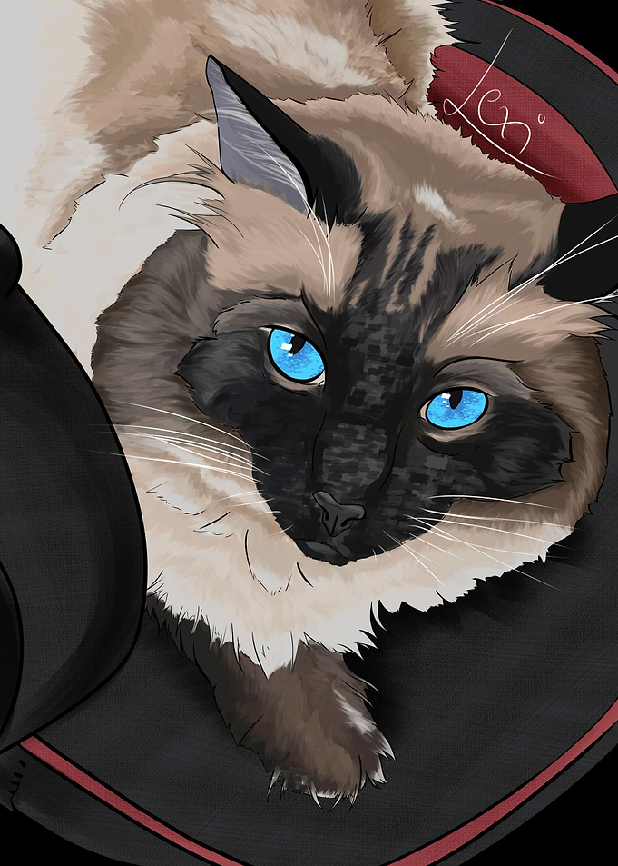 Cute cat