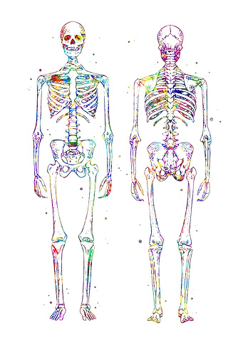 Anatomy Skeleton
