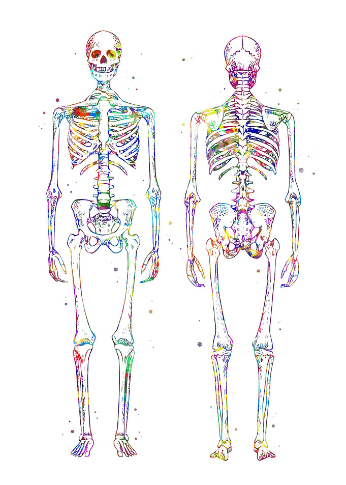 Anatomy Skeleton
