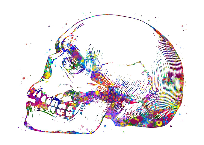 Skull Human Skeleton