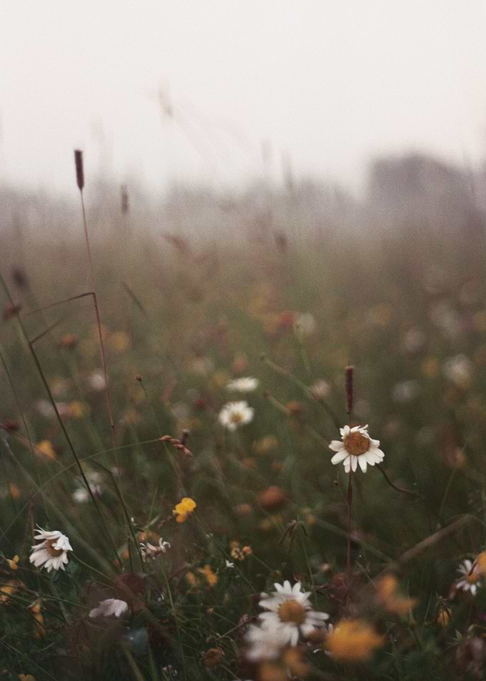 Wisconsin Meadow on 35mm