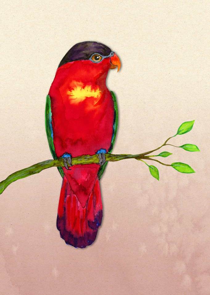 Purple naped lory