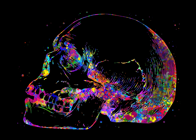 Skull Human Anatomy