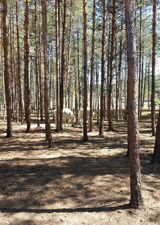 White horses in the wood