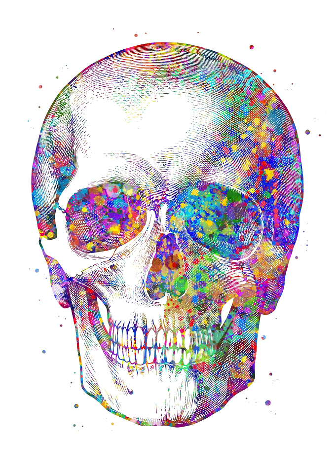 Human Skull