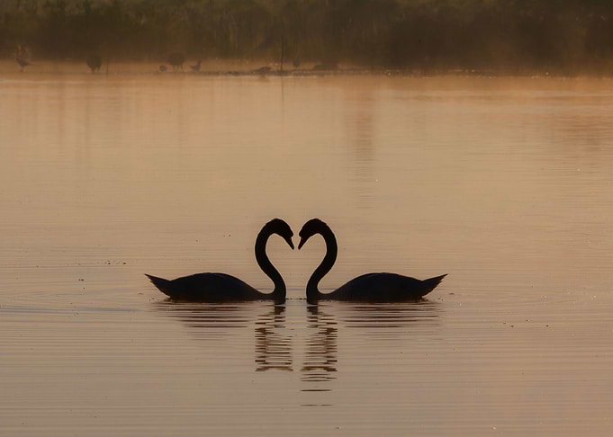 Swans