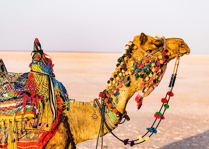 Camel