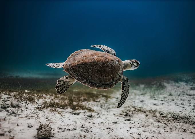 Sea Turtle underwater